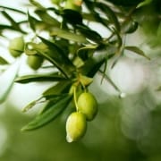 naturvit - olivenblattextrakt